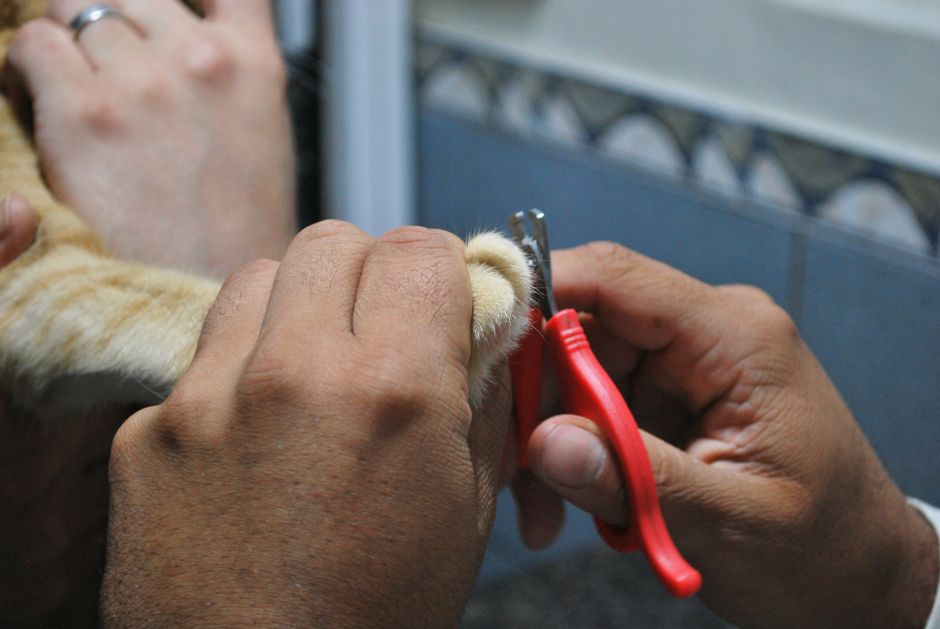 How to Trim a Cat’s Nails Safely at Home