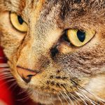 A close-up of a cat's long, sensitive whiskers