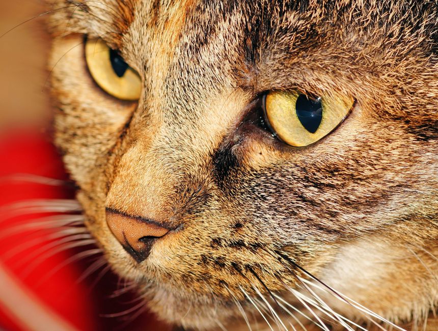 Should You Ever Trim a Cat’s Whiskers?