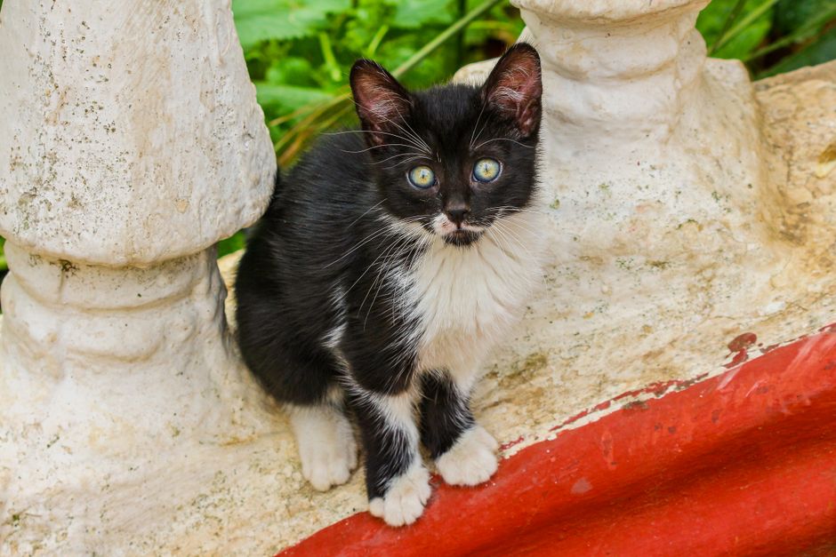 A family adopting a cat together in Turlock, CA