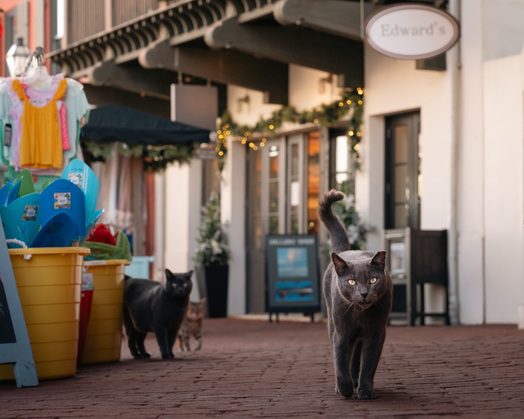A weekend cat adoption event held at a pet store in Turlock