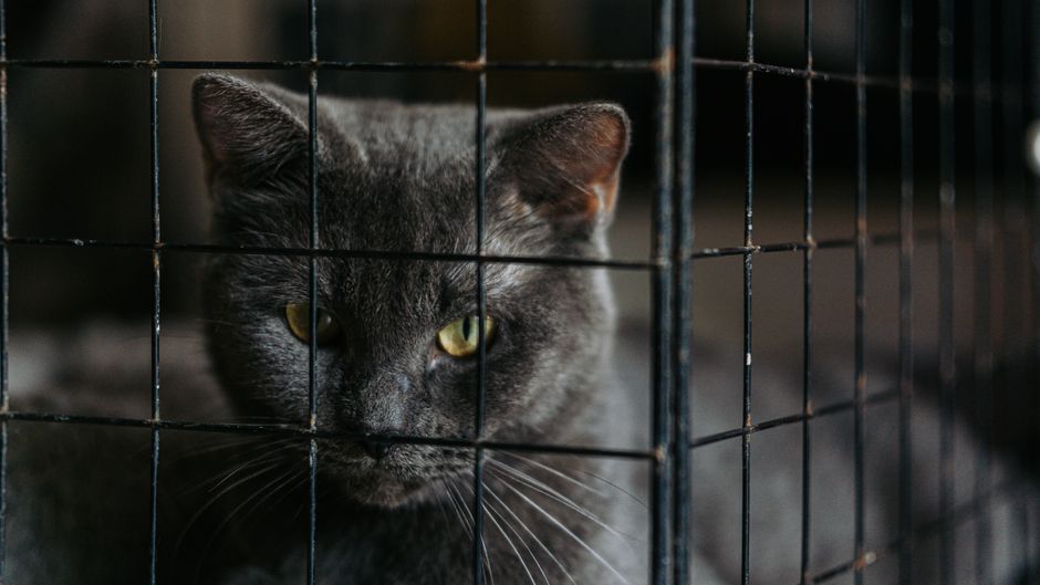 An unsocialized feral cat in a shelter setting, a candidate for a barn cat program