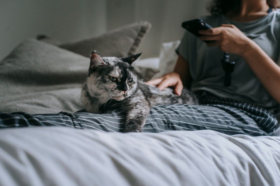 A newly adopted cat in its new Vacaville home