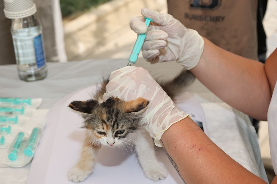 A kitten receiving an FIV/FeLV test before adoption in Vacaville