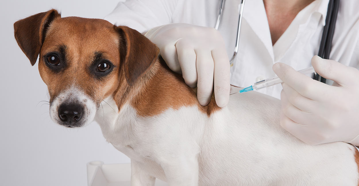Vaccination photo