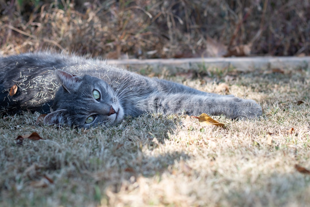 A kitten available for adoption through Valley Oak SPCA
