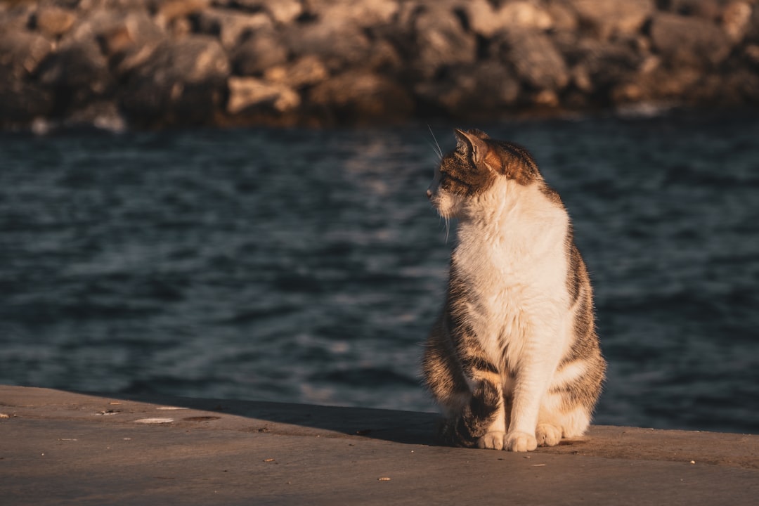 A free wellness exam included with a cat adoption in Ventura