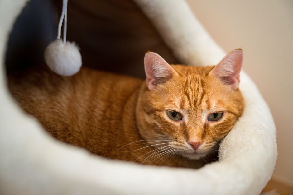 A cat resting in its bed at a Ventura area shelter