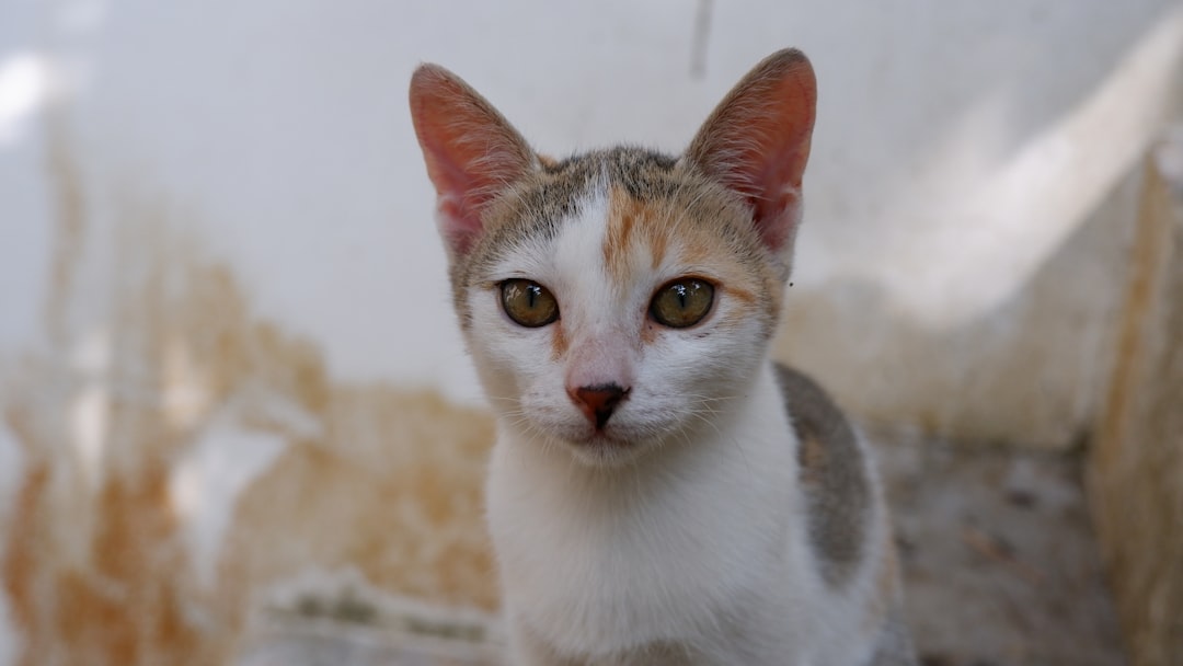 A cat available for adoption through Ventura County Animal Services
