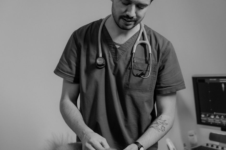 A veterinarian giving a cat a checkup near Ventura