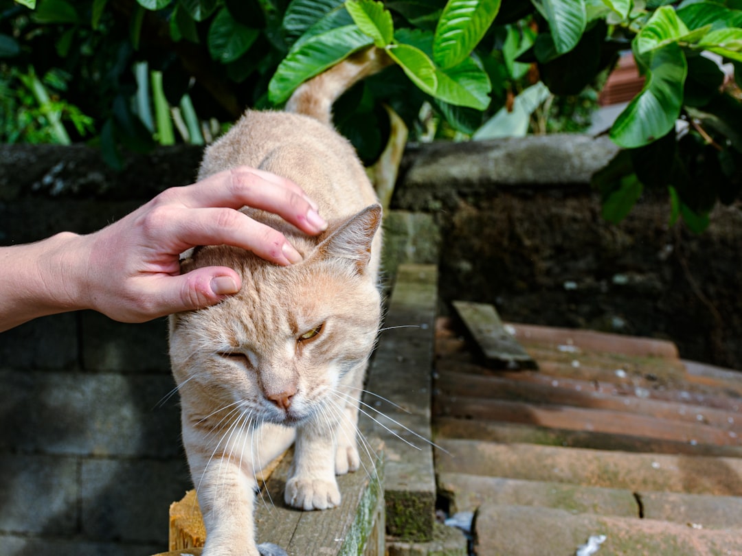 A veterinarian examining an injured community cat