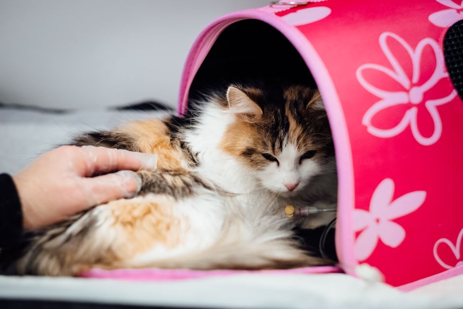 A cat carrier in a veterinary clinic waiting room