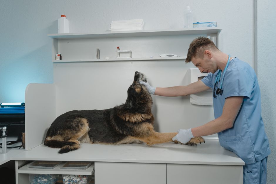 A veterinary exam room prepared for a cat ear checkup appointment