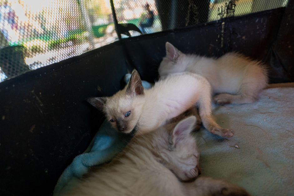 A cat available for adoption at the Victorville Animal Care & Adoption Center