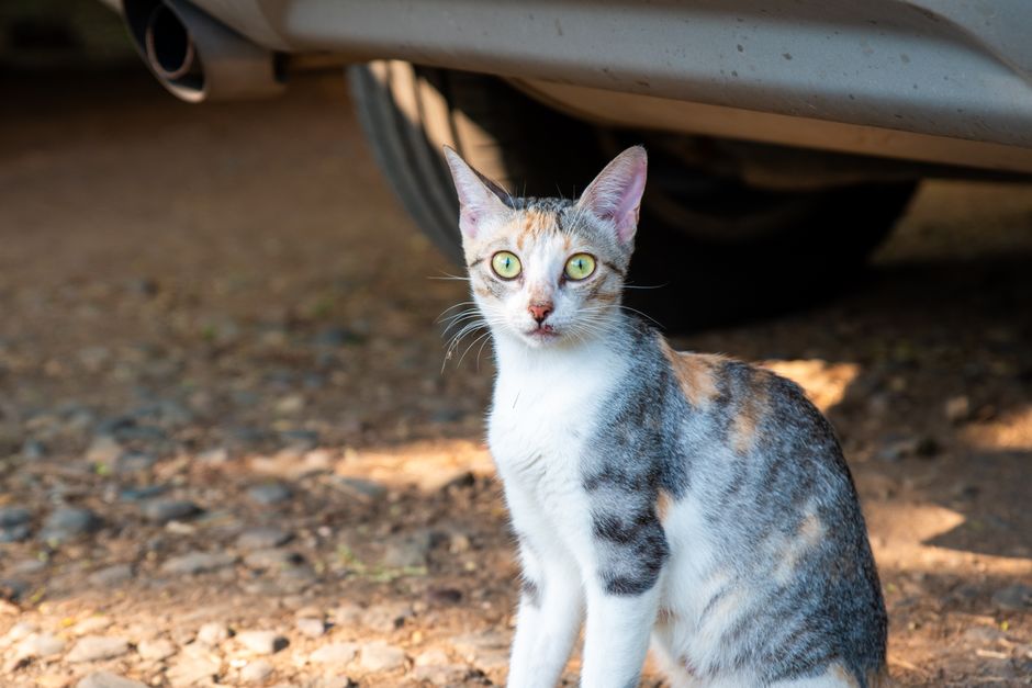 A newly adopted cat riding home after adoption near Victorville