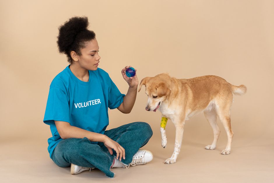 A volunteer socializing with a shelter cat during playtime