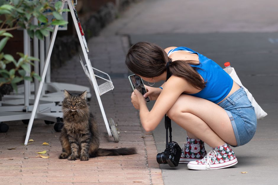 A volunteer photographing an adoptable cat for its shelter profile