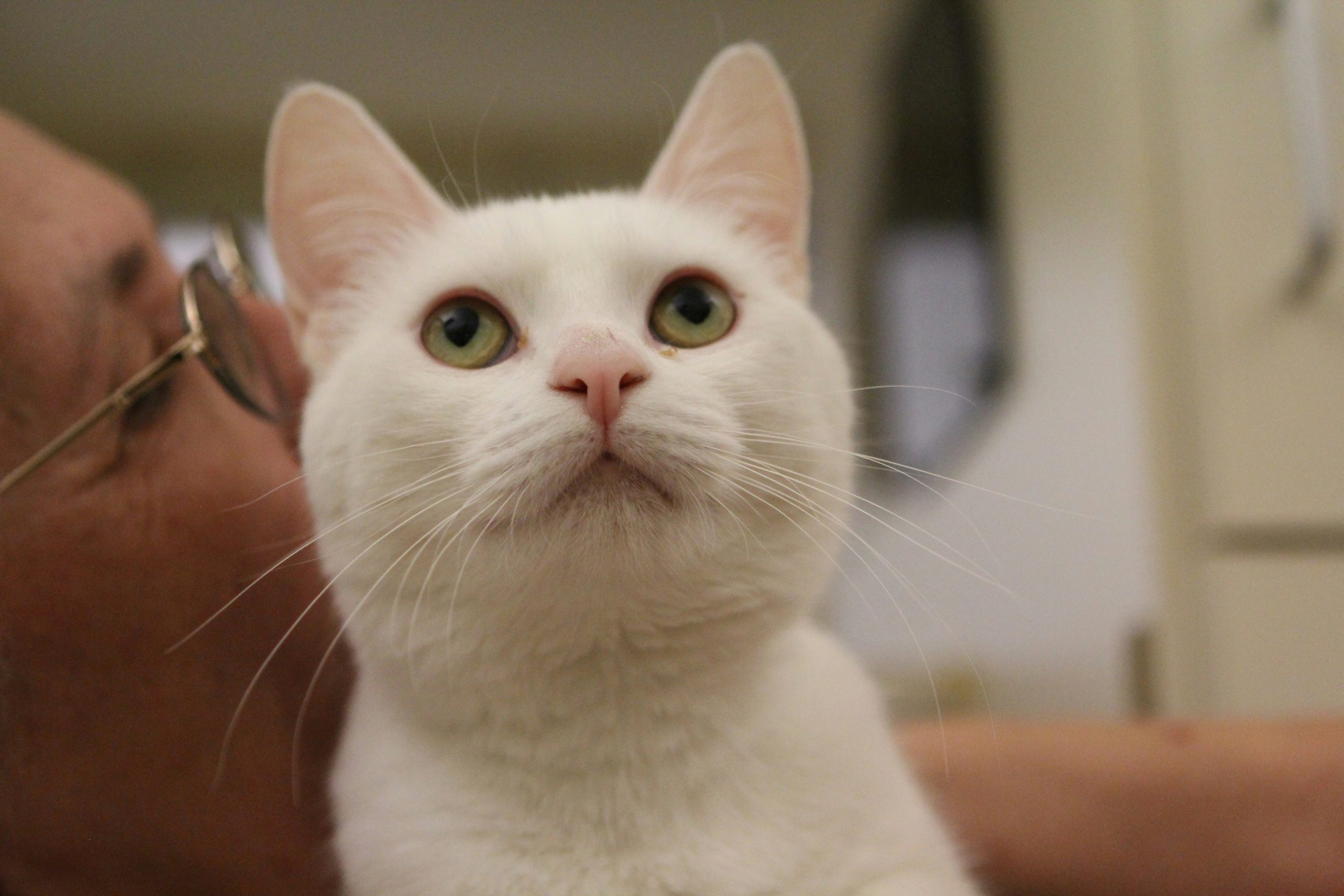 Shelter volunteer with cat