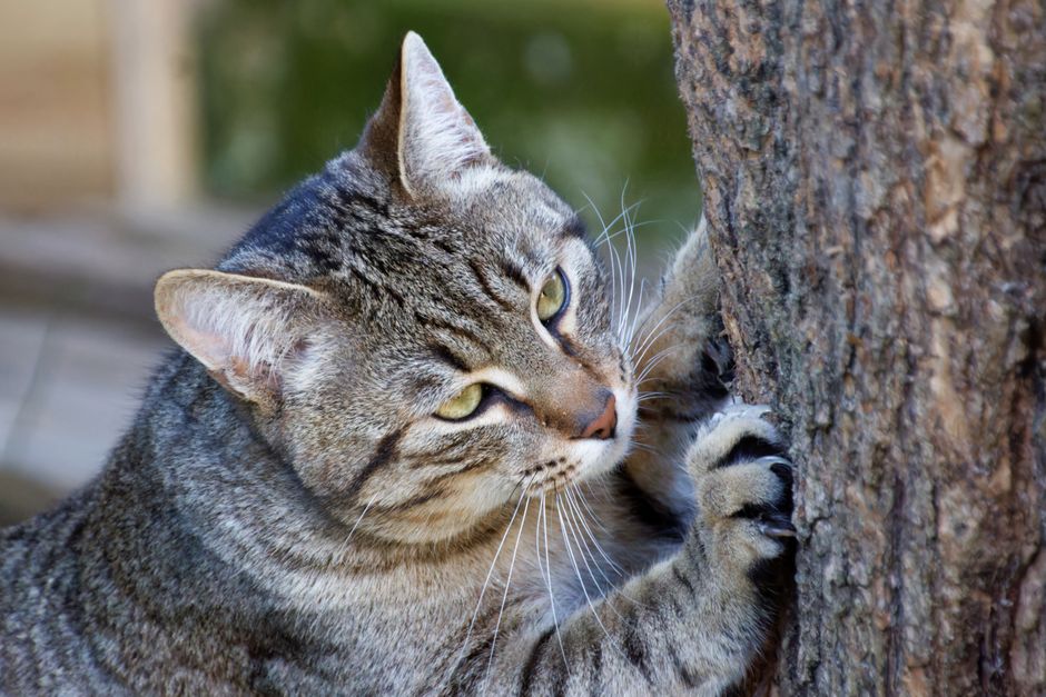 Why Most Rescues Prohibit Declawing — and What to Do Instead – Cats By ...