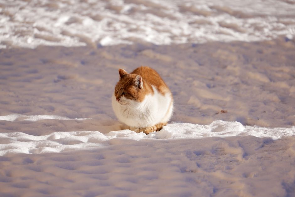 An outdoor cat shelter elevated off the cold ground