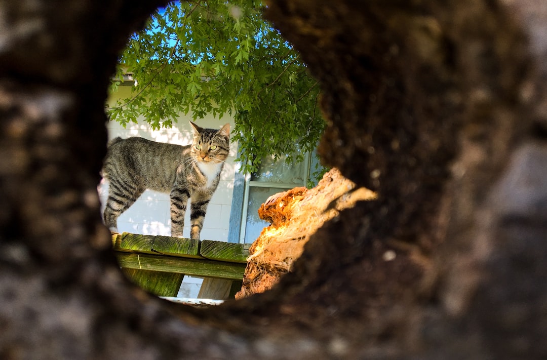 The entrance opening of an insulated outdoor cat shelter