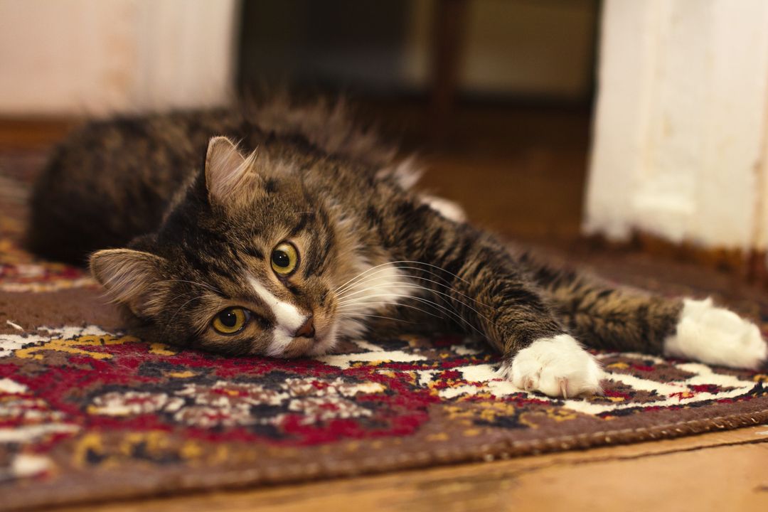 An adopted cat settled at home