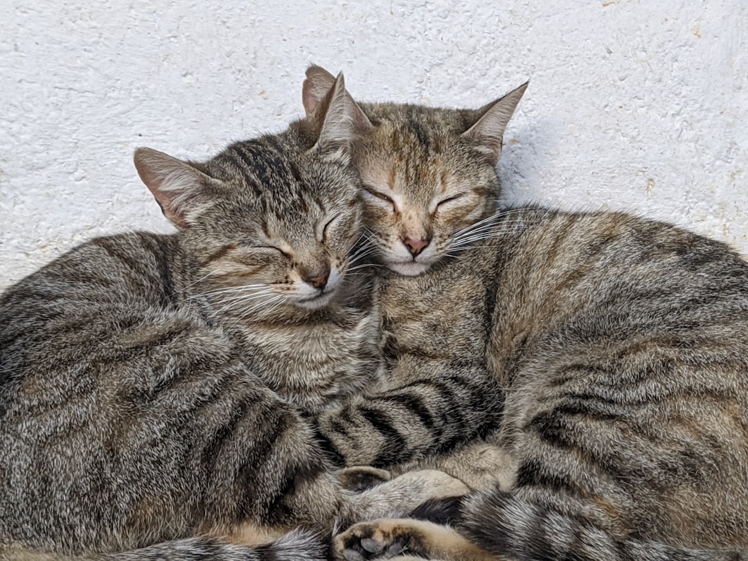 Adopting a Bonded Pair of Cats: Is Two Easier Than One?