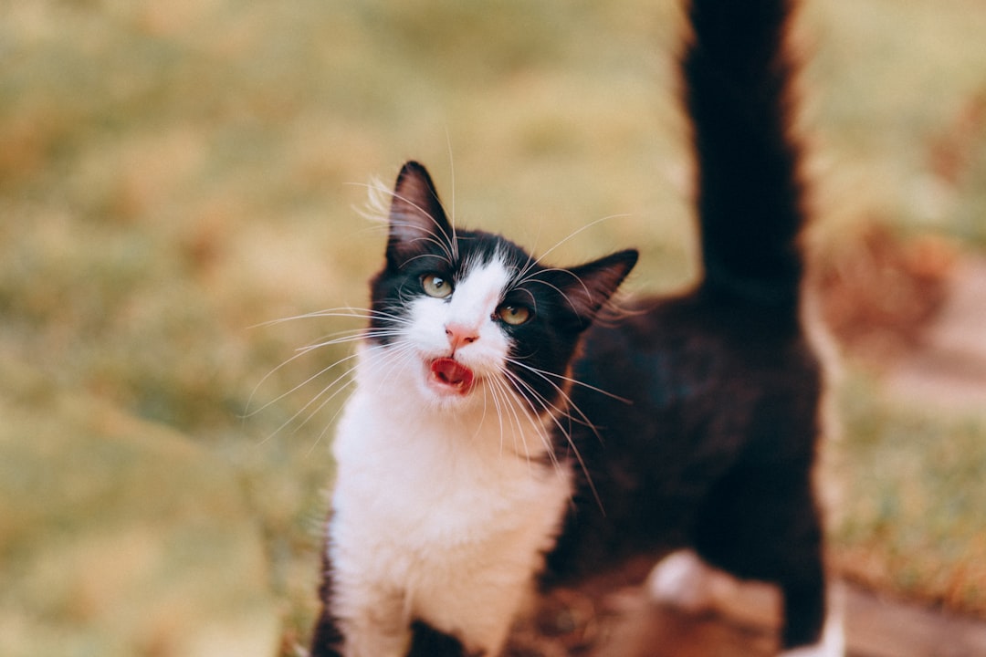 Adoption success stories are the highest performing rescue content