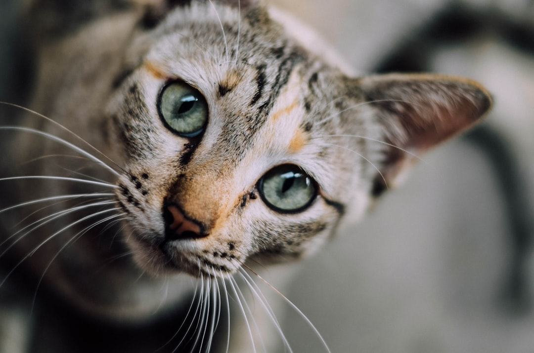 An adult cat in prime condition, hardest age group to date precisely