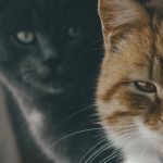 Two household cats in a tense standoff