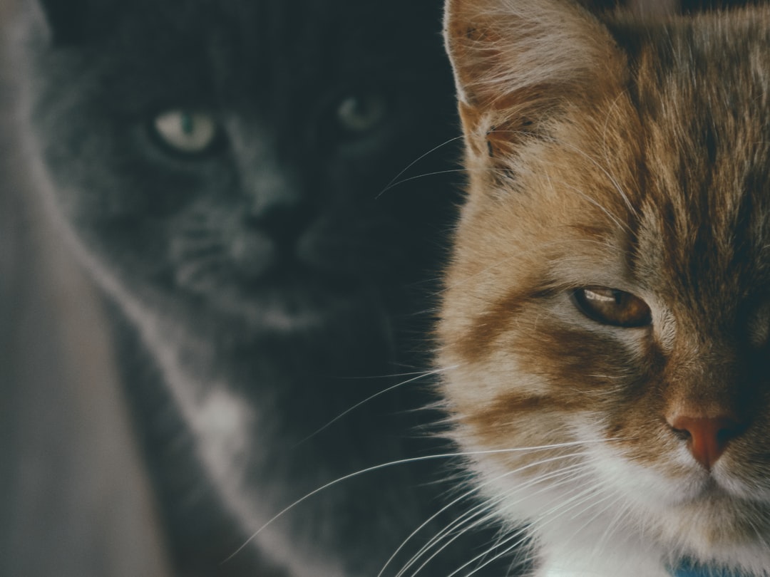 Two household cats in a tense standoff