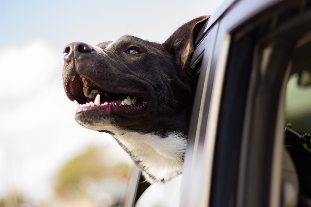 Animal control officers are the correct channel for welfare concerns