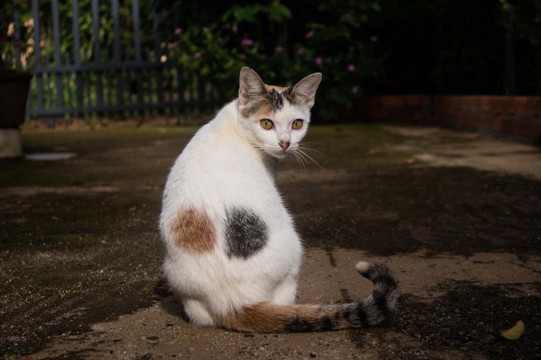 Applying a veterinary spot-on flea treatment