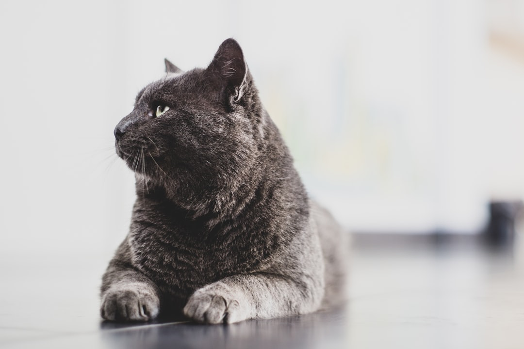 An older cat resting on the floor rather than jumping to a favourite spot
