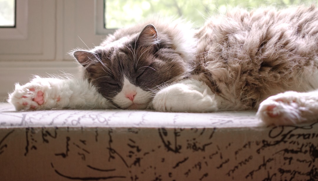 Arthritis contributes to constipation in older cats