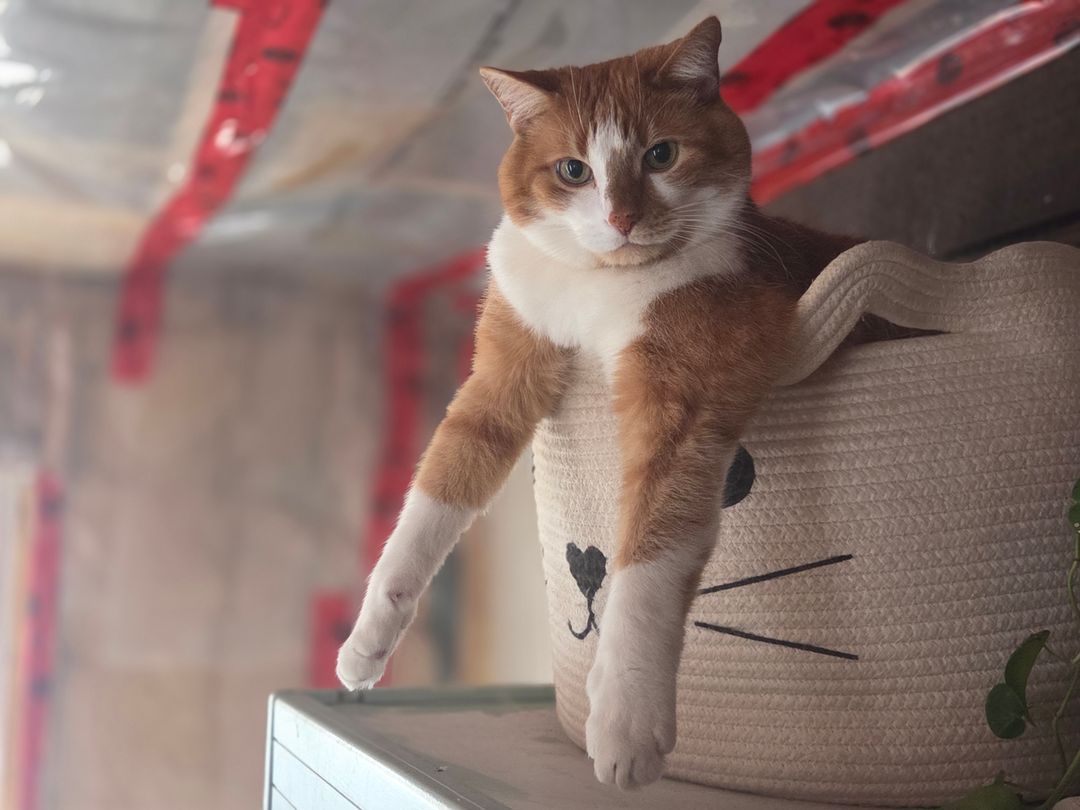Assessing a friendly cat properly before deciding its future