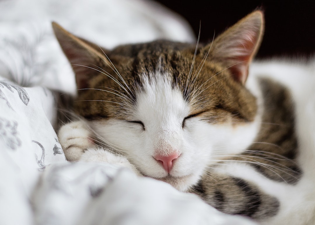 An adopted cat resting at home in Atwater