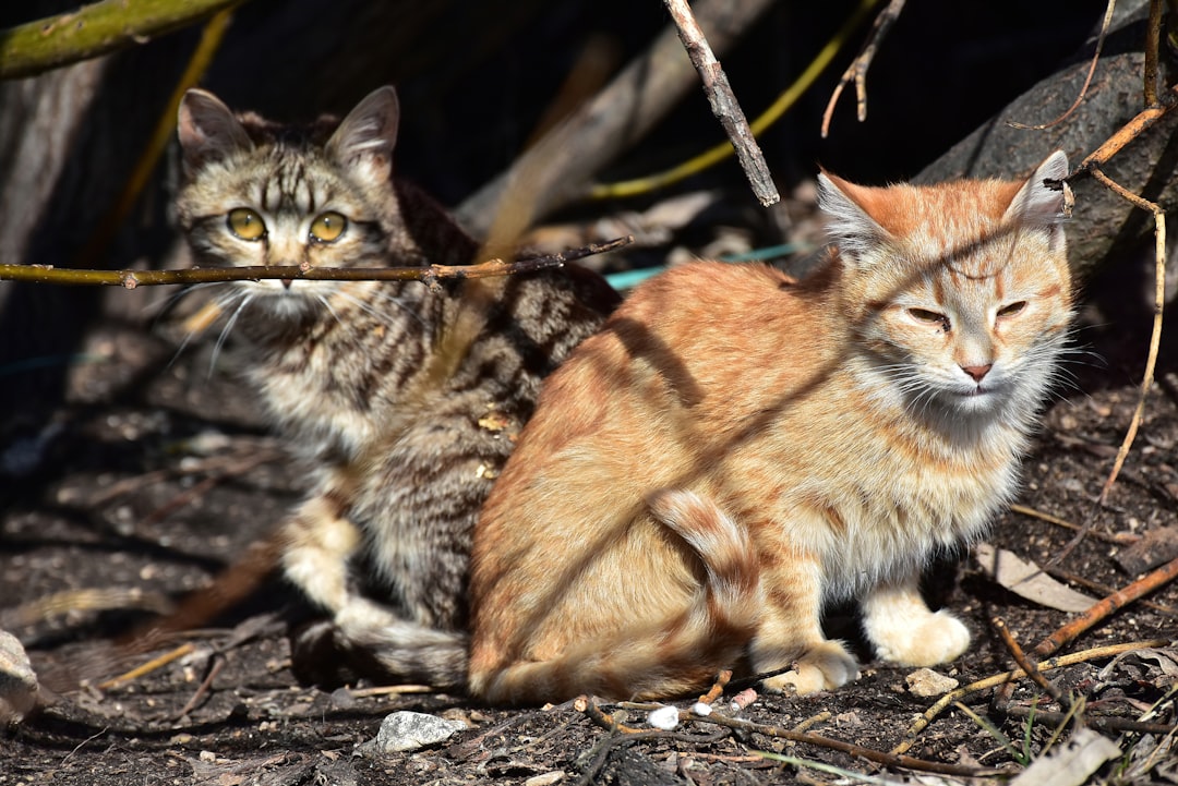 A no-kill cat sanctuary in the rural Atwater area