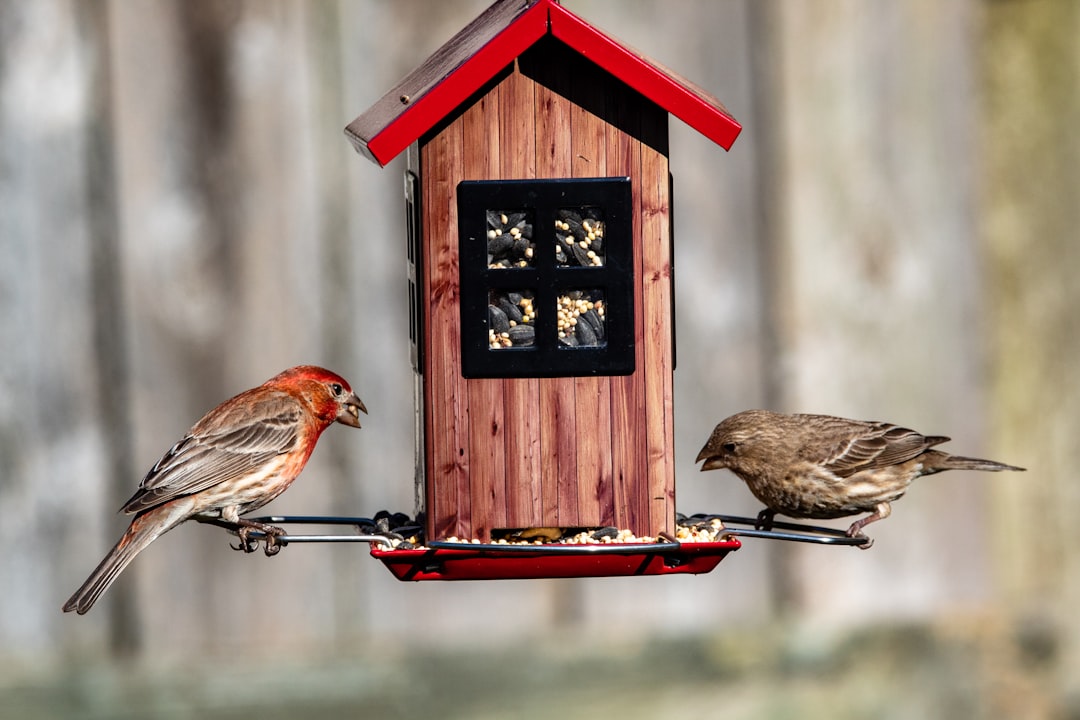 Bird feeder placement can reduce predation risk in gardens