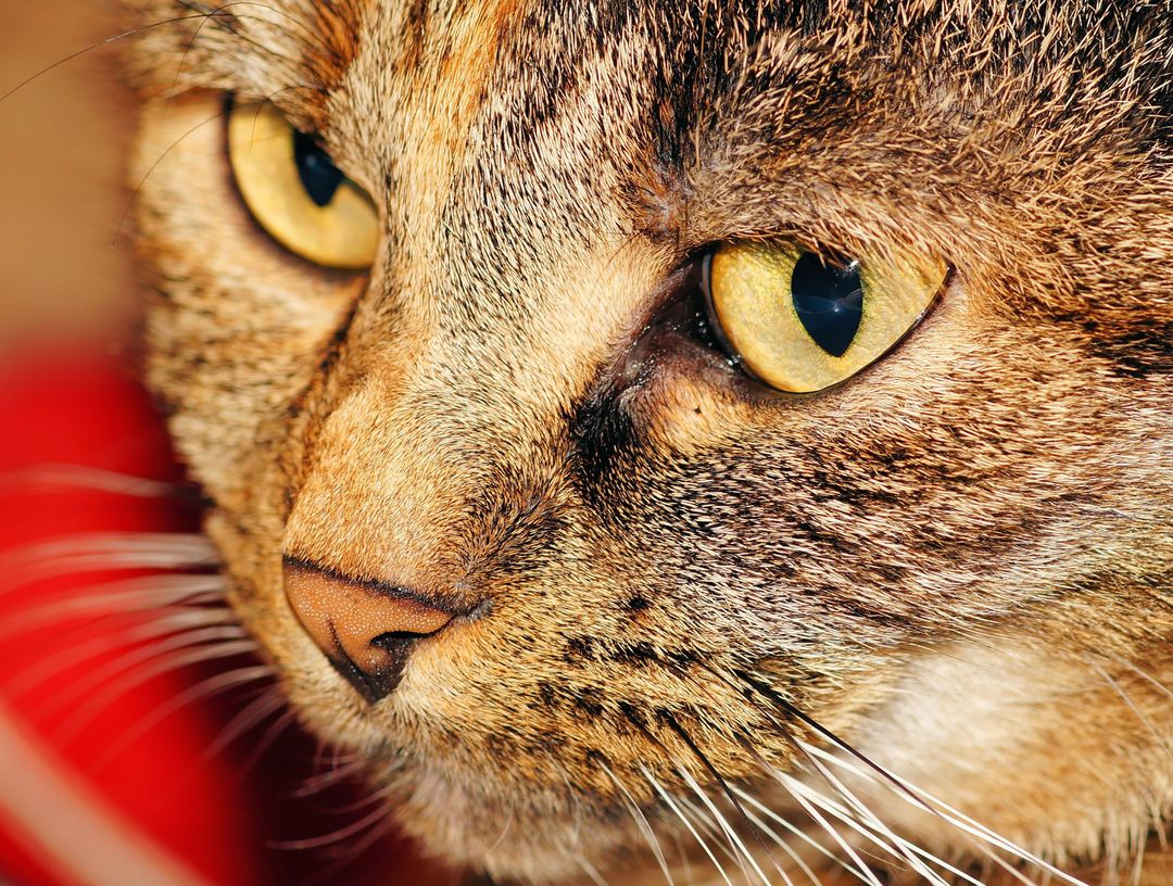 A blind cat, which navigates a familiar home confidently