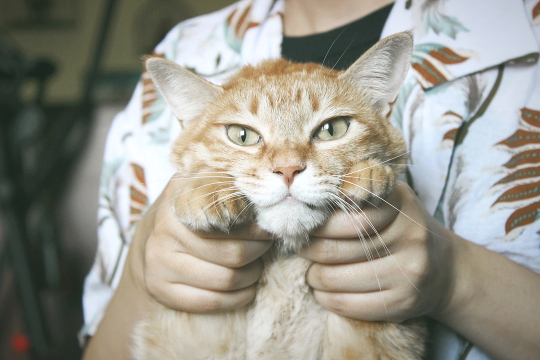 A blood sample being taken from a cat