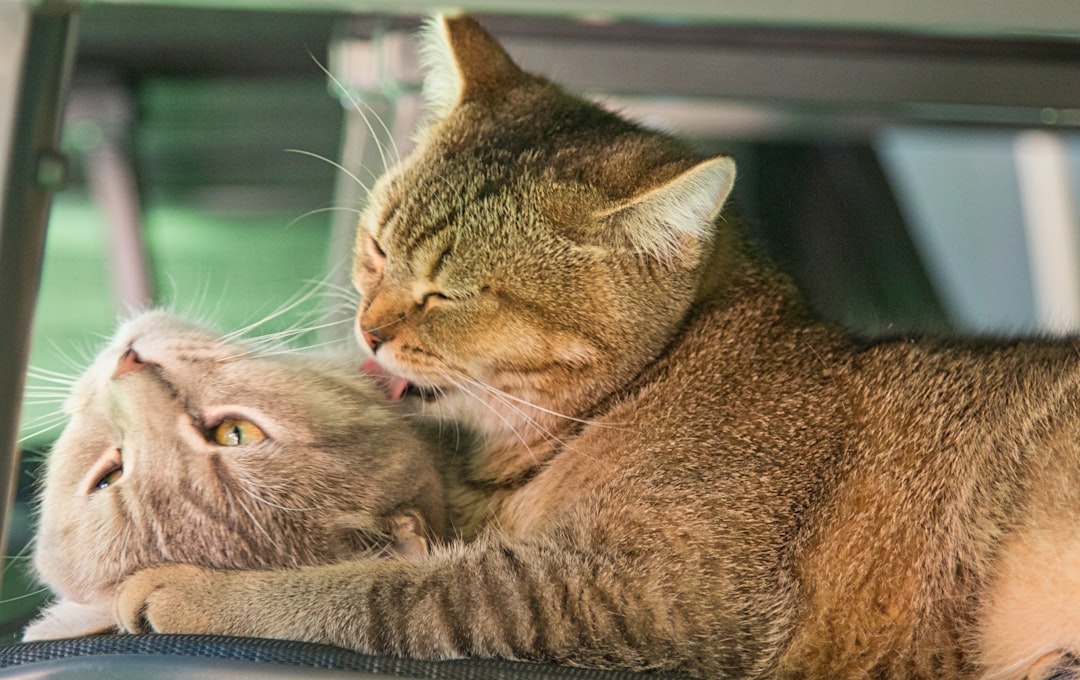 Two bonded cats grooming each other, a sign of a genuine bond