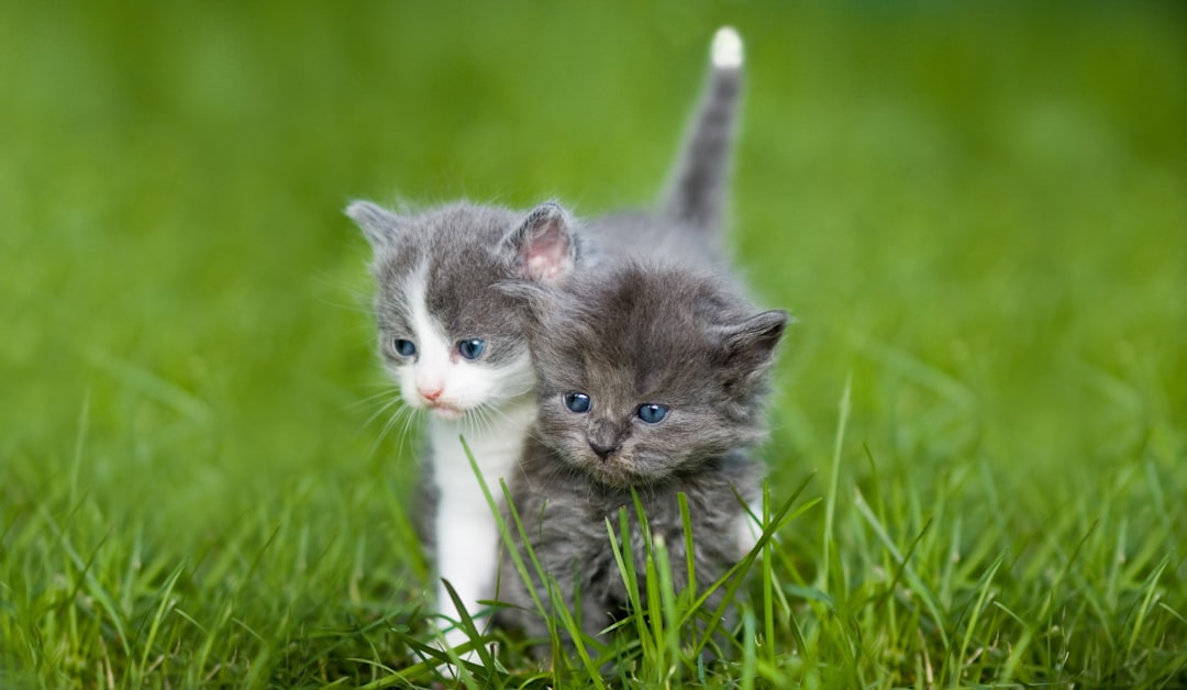 Bonded kittens burning off energy playing with each other