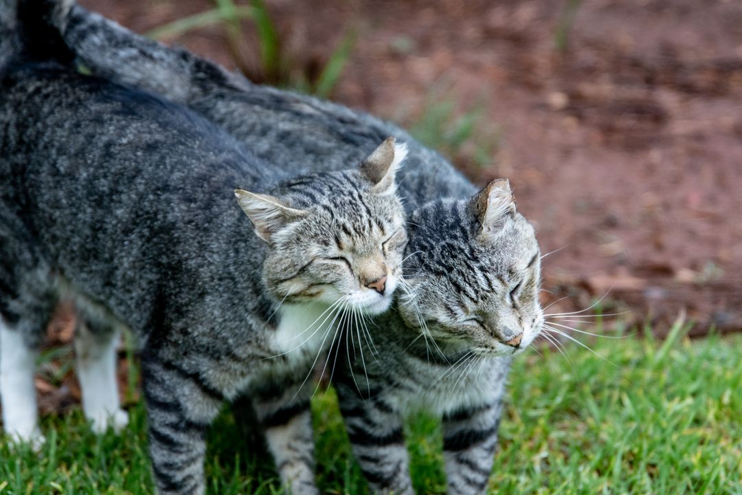 A bonded pair whose profile must explain why they are listed together
