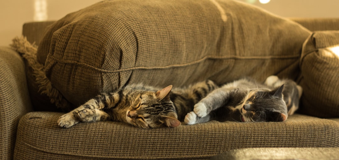 A bonded pair of cats settled together in their adoptive home
