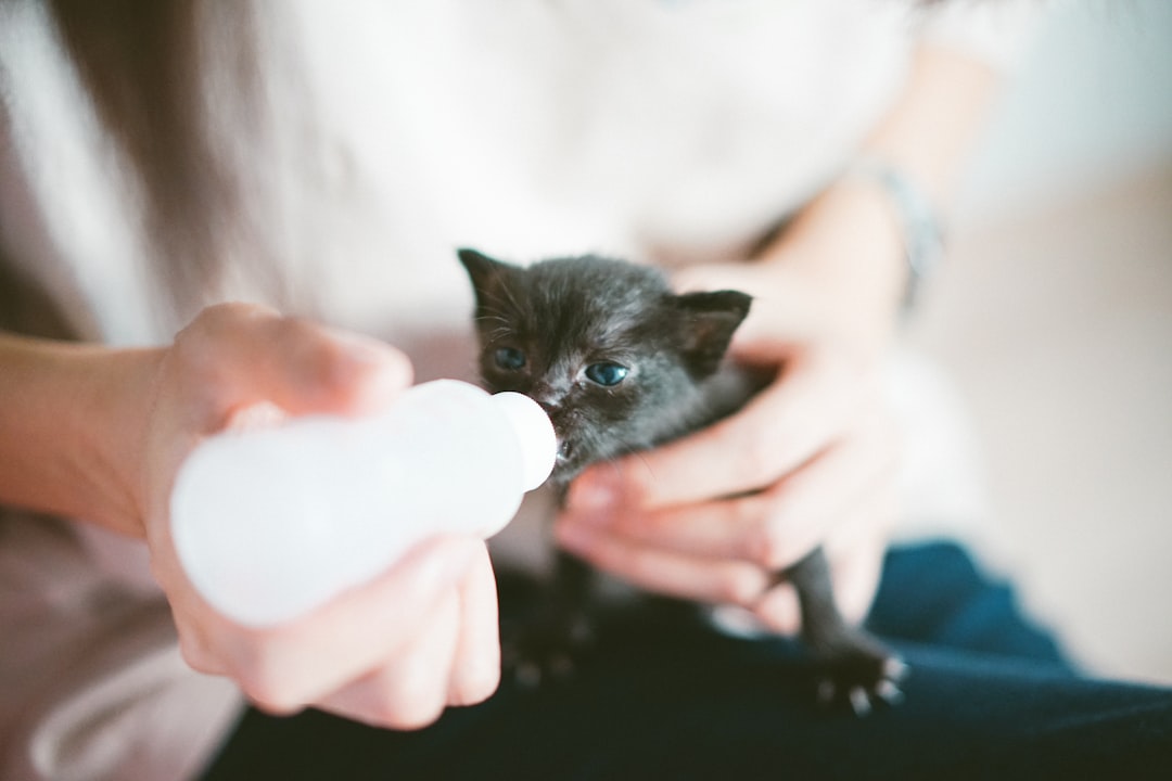 Bottle feeding an orphaned kitten with proper kitten formula