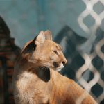 A cat relaxing in a secure outdoor enclosure