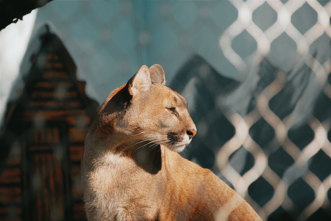 A cat relaxing in a secure outdoor enclosure