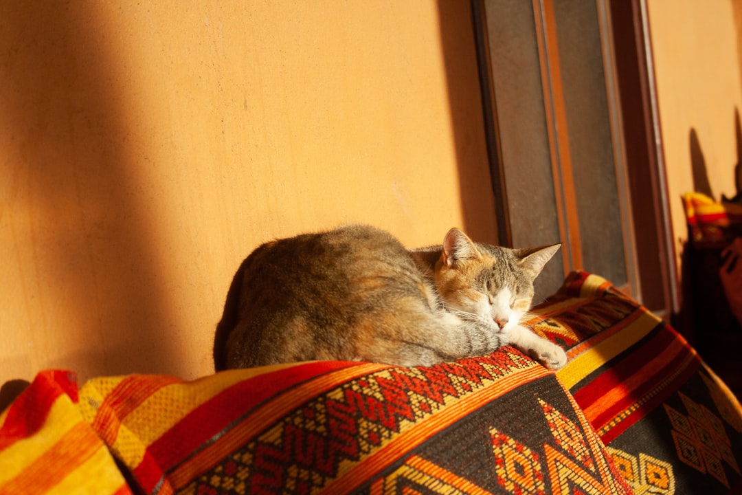A calm, relaxed cat photographed on a plain blanket background