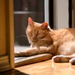 An older cat resting comfortably in the sun